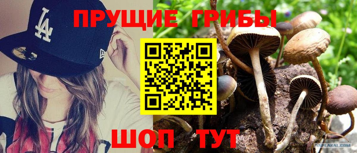 Псилоцибиновые грибы Psilocybine cubensis Городец